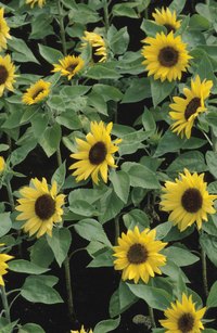 Sunflowers and other plants can attract beneficial insects that will kill termites.