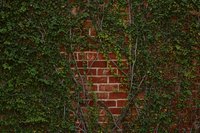 Climbing vines do not necessarily improve the aesthetic value of a property.