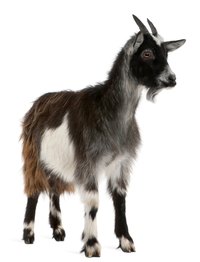 A goat's body should be checked for lumps monthly.