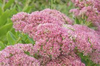 Japanese spirea grows in a fairly compact shape, but looks best with hard pruning to promote new growth.