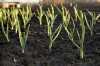Garlic grows 12 to 18 inches tall and 9 to 12 inches wide.
