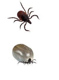 Tick saliva has anesthetic properties that keep hosts from feeling ticks attach.
