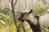 A goat eating a shrub in the yard.