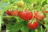 June-bearing strawberries yield single, large crops of berries.