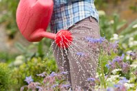 Watering can pouring water onto plant.