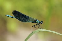 Close-up of bug on grass blade