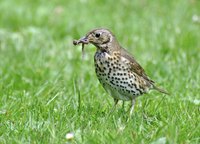 Earthworms are roughly 70 percent protein, making them treats for birds.