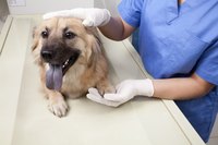 Dog being looked at by vet.