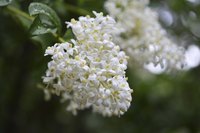 Although they resemble white lilac blooms, privet flowers have a much less pleasant fragrance.