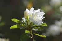 Azalea flowers escape damage because they are spent by the time the caterpillars arrive.