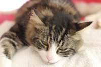 A mother cat can pass intestinal parasites to her kittens.