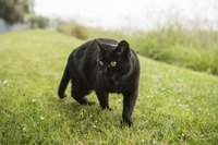 Black cat walking in grass field.