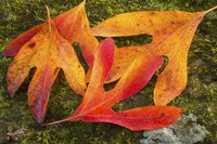 Fallen autumn sassafras leaves on the ground.