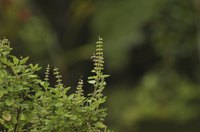 Thai basil growing in a natural setting.