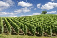 Rows of grape trees at a vineyard.