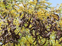 Acacias produce distinctive seed pods that bang together and make a pleasant sound in the breeze.