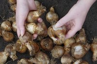 When you plant tulip bulbs depends on where you live in Minnesota.