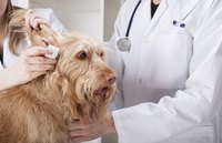 Blood tests, X-rays and ultrasounds help your vet make a diagnosis of Cushing's disease.