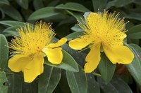 St. John's wort flowers from early through midsummer.