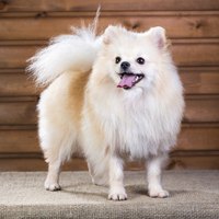 Poms are especially subject to coat and orthopedic problems.