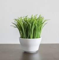 For a year-round touch of spring, start grass seeds in indoor containers every two weeks.
