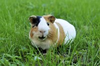 Guinea pigs are social creatures who are happiest when sharing their space with a friend.