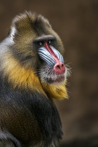 Make heads turn in your Rafiki costume.