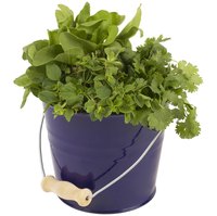 Growing basil may attract houseflies.