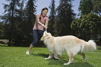 A girl is playing with her dog.