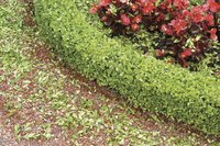 Preserve the color of boxwood cuttings by using florist dye.