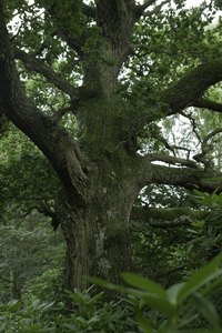 Oak galls infections can reduce vigor of oak trees.
