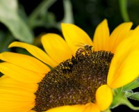 Sunflowers are safe around dogs, horses and cats.