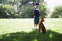 Teach your dog to sit still so he can calmly greet new people.