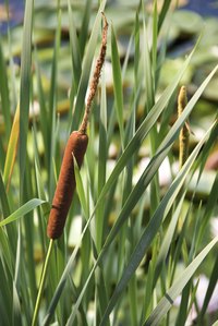Flour made from the roots of cattail plants is equal in nutrients to corn or rice.