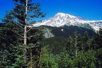 Evergreens grace the landscape in Washington State.