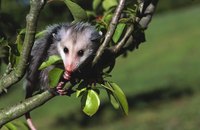 Opossums are typically not at all aggressive and cause very little damage.