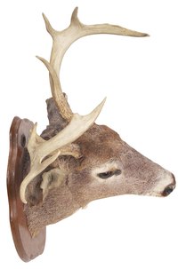 The species of deer often determines the average size of the deer mount.