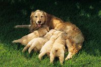 If you think one baby is a lot of work, imagine having four.