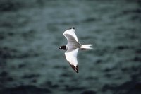 Adult seagulls have a long lifespan.