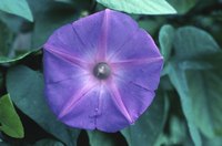 Morning glories and moonflowers share the same flower structure.