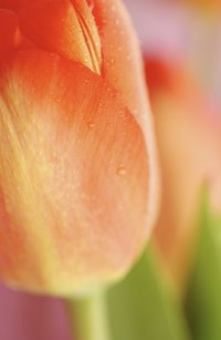 Use flowers in multiple shades of coral to add depth.