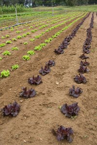 Earthquake tillers are available in a range of models to fit your garden's size.