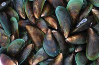 A close-up of freshly harvested muscles.