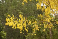 Yeloow flowers from a cassias tree.