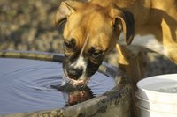 Close-up of dog lapping up water.