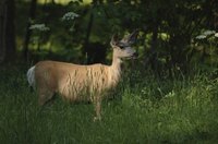 Providing forage for deer means you may see a lot of them.