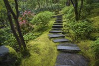 Japanese holly comes from Asia's wooded mountain slopes.