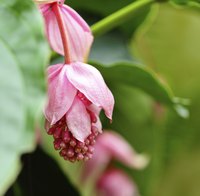 Medinilla magnifica bracts open to reveal clustered flower buds.