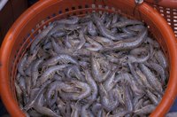 Shrimping can be a very lucrative business.