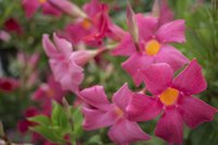 Mandevilla's trumpet-shaped flowers add a pop of color to your garden.